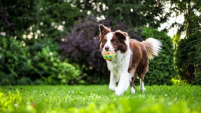 un chien en bonne santé grâce à la spiruline