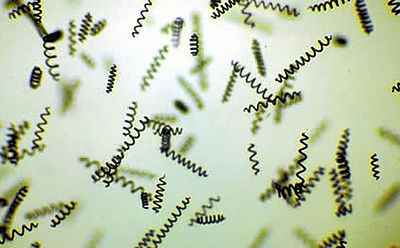 Origine de la spiruline