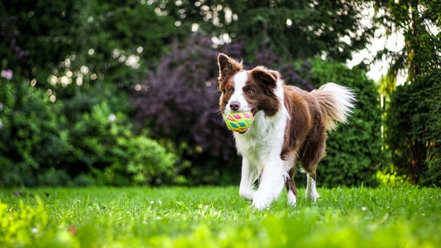 un chien bien nourrit avec de la spiruline un chien bien nourrit avec de la spiruline